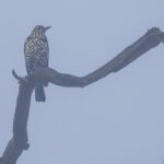 Grive draine par temps brumeux